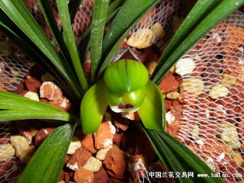 富贵花开吃瓜,一场别开生面的富贵瓜宴