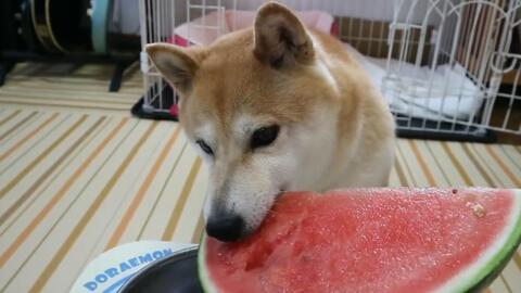 柴犬 吃瓜,萌态十足引网友爆笑