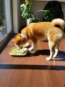 柴犬 吃瓜,萌态十足引网友爆笑