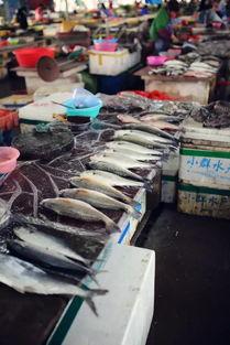 钦州港吃瓜,瓜田里的欢乐时光