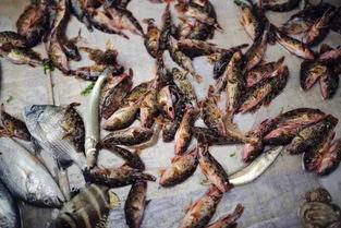 钦州港吃瓜,瓜田里的欢乐时光