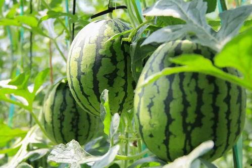 免费吃瓜招牌,揭秘娱乐圈幕后真相！