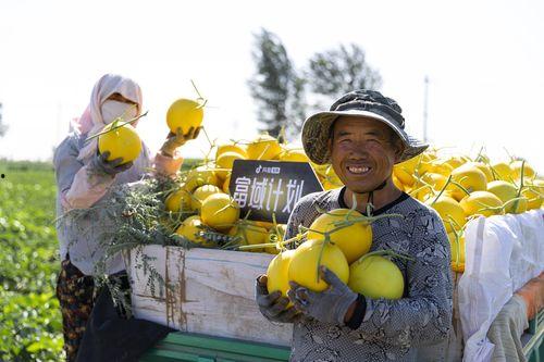甘肃沙地吃瓜事件,一场别开生面的“吃瓜”盛宴