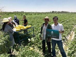 甘肃沙地吃瓜事件,一场别开生面的“吃瓜”盛宴