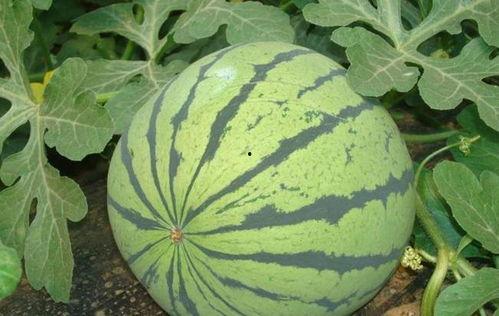 吃瓜仙人掌,揭秘神秘植物背后的神奇功效