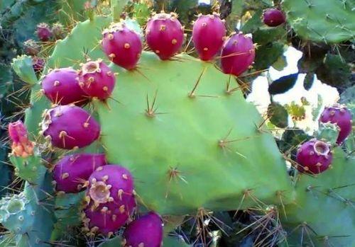 吃瓜仙人掌,揭秘神秘植物背后的神奇功效