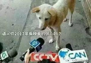 天线宝宝吃瓜群众,揭秘童星们的成长故事