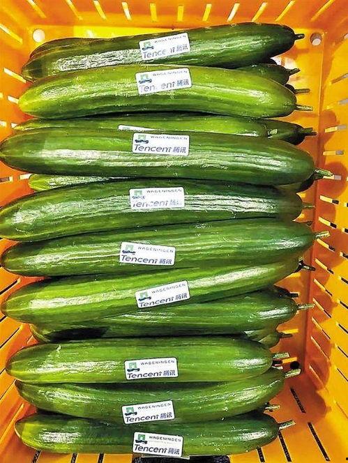 小瓜清淡怎么吃,简单美味，健康生活新主张