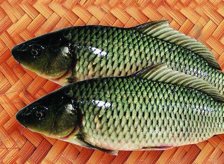 六月瓜能和鱼一起吃吗吗,六月瓜与鱼同食的适宜性探讨