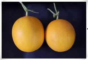 吃瓜好去处推荐