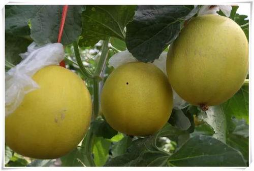 吃瓜好去处推荐