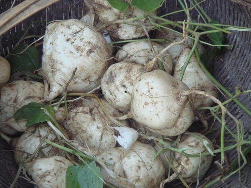 北美吃瓜达人是谁,揭秘娱乐圈幕后真相的神秘人物