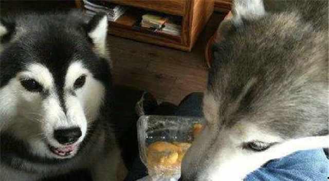 哈士奇吃瓜不吃皮,瓜皮不拒，瓜肉却爱，揭秘狗狗的独特口味