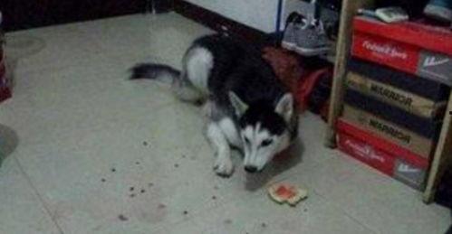 哈士奇吃瓜不吃皮,瓜皮不拒，瓜肉却爱，揭秘狗狗的独特口味