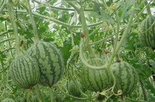 挽挽在线吃瓜,挽挽在线吃瓜，揭秘娱乐圈幕后故事