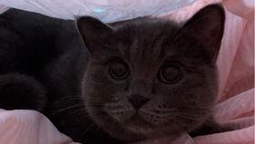 小猫哥吃瓜,揭秘娱乐圈那些不为人知的幕后故事