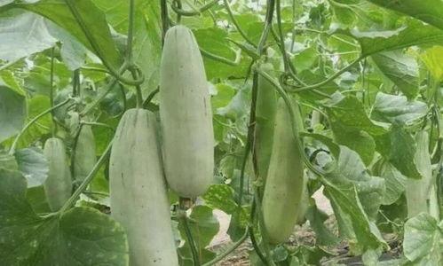 吃羊角瓜会阳吗,揭秘其与男性健康的关系