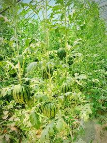 大莱吃瓜,揭秘娱乐圈幕后故事