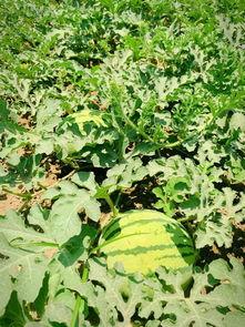 大莱吃瓜,揭秘娱乐圈幕后故事