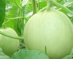 土耳其瓜孕妇可以吃不,孕妇的天然营养佳品