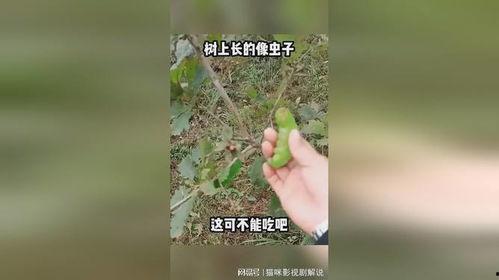 虫子在树上吃瓜,瓜果飘香中的自然交响曲