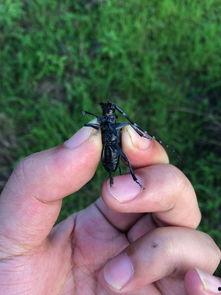 虫子在树上吃瓜,瓜果飘香中的自然交响曲