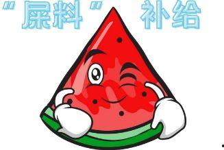 吃瓜现场笑饱,一场欢乐的“笑饱”盛宴