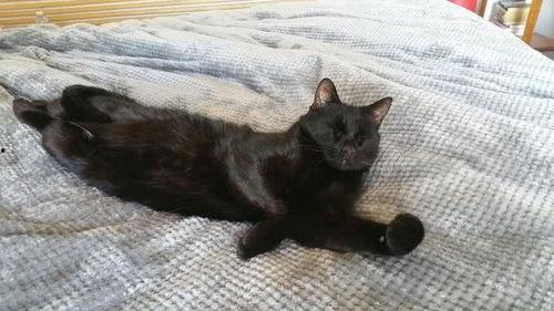 黑猫吃瓜夸克,揭秘夸克世界的奇妙之旅