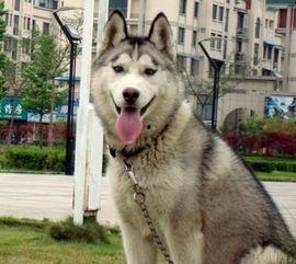 哈士奇的夏天吃瓜,瓜果飘香，欢乐无限