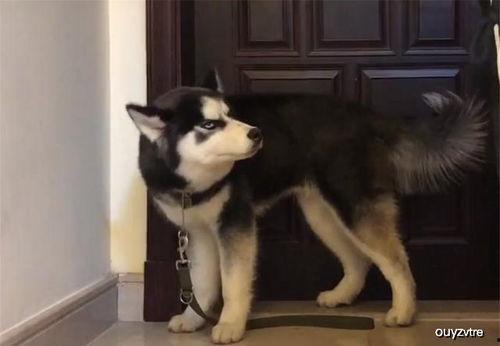 哈士奇的夏天吃瓜,瓜果飘香，欢乐无限