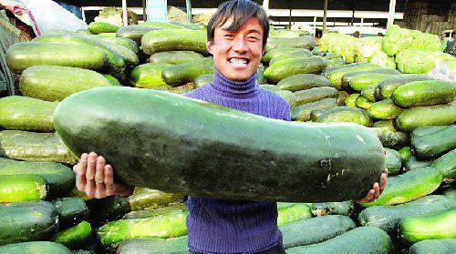 吃内脏瓜,内脏瓜的独特魅力