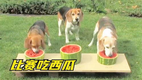 吃瓜狗主人,揭秘吃瓜狗主人的趣味生活