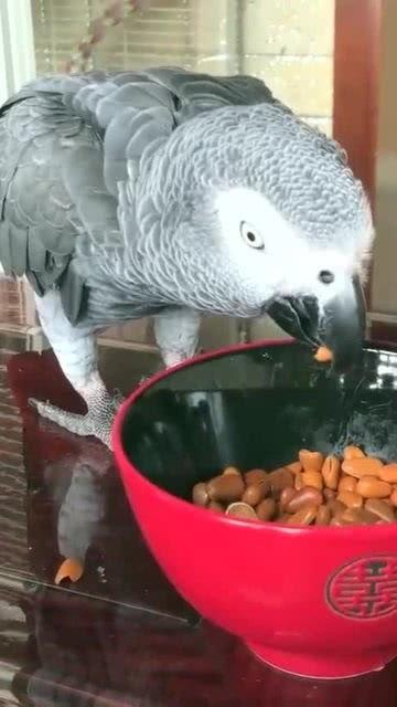 带你吃瓜搞笑鹦鹉视频,欢乐无限视频回顾