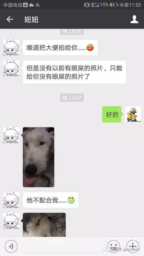 狗狗视频吃瓜图片,萌态十足，萌化你的心