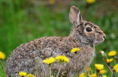 野兔吃梨瓜吗,探究它们是否吃梨瓜