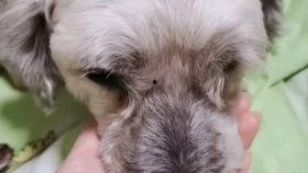 豚鼠吃小瓜吗,探究它们对小瓜的喜爱程度