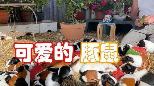 豚鼠吃小瓜吗,探究它们对小瓜的喜爱程度