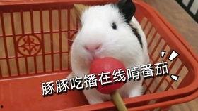 豚鼠吃小瓜吗,探究它们对小瓜的喜爱程度