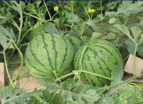 南宁朝阳吃瓜事件,一场网络热议背后的真相与反思