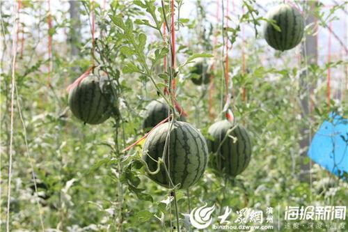 子林视频吃瓜,一场吃瓜盛宴背后的故事