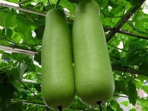 优质公司放水吃瓜,揭秘优质公司“放水吃瓜”背后的商业策略