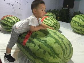 王大头带你吃瓜,畅游味蕾盛宴