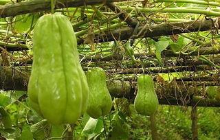 农村小镇吃瓜,探寻农村小镇的夏日风情